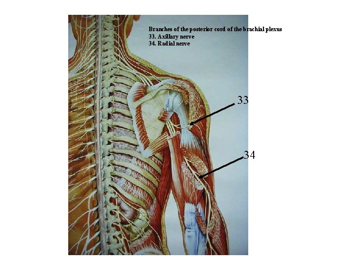 Branches of the posterior cord of the brachial plexus 33. Axillary nerve 34. Radial