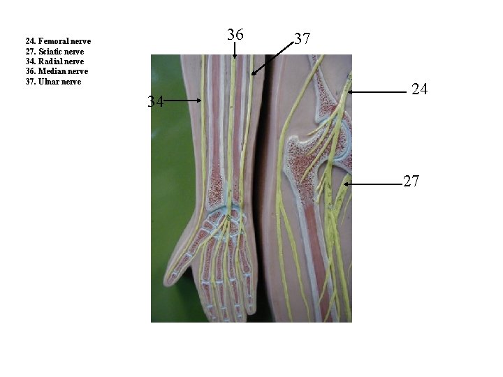 36 24. Femoral nerve 27. Sciatic nerve 34. Radial nerve 36. Median nerve 37.