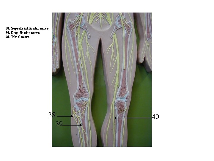 38. Superficial fibular nerve 39. Deep fibular nerve 40. Tibial nerve 38 39 40 38. Superficial fibular nerve 39. Deep fibular nerve 40. Tibial nerve 38 39 40
