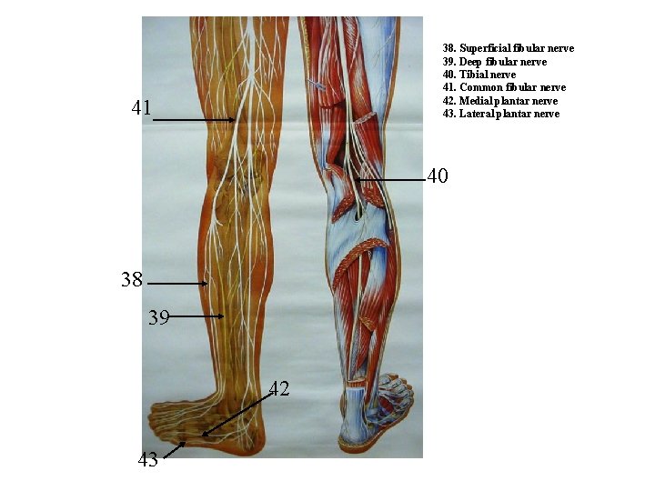 38. Superficial fibular nerve 39. Deep fibular nerve 40. Tibial nerve 41. Common fibular 38. Superficial fibular nerve 39. Deep fibular nerve 40. Tibial nerve 41. Common fibular
