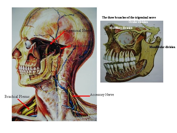 The three branches of the trigeminal nerve Ocular division Trigeminal Nerve Maxillary division Facial