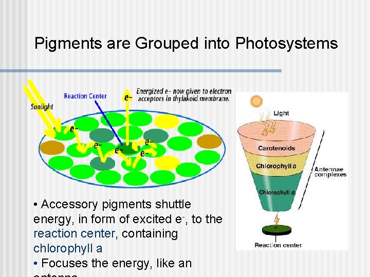 Pigments are Grouped into Photosystems • Accessory pigments shuttle energy, in form of excited Pigments are Grouped into Photosystems • Accessory pigments shuttle energy, in form of excited