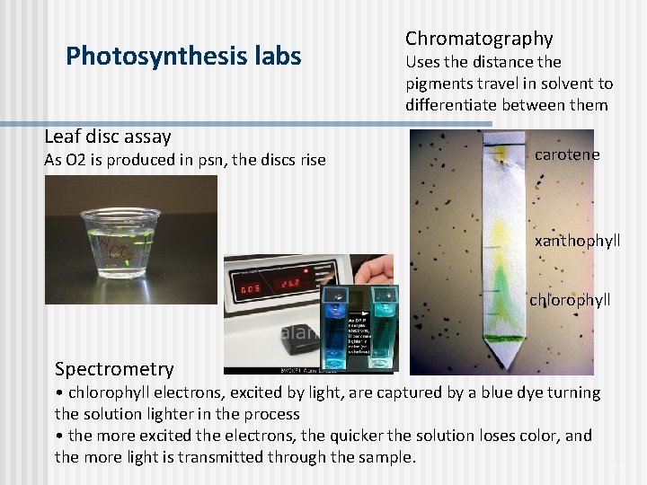 Photosynthesis labs Leaf disc assay As O 2 is produced in psn, the discs Photosynthesis labs Leaf disc assay As O 2 is produced in psn, the discs