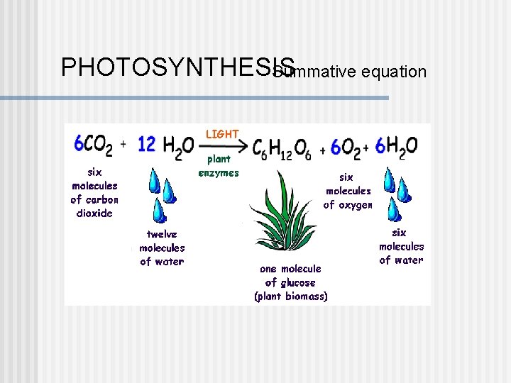 PHOTOSYNTHESIS Summative equation PHOTOSYNTHESIS Summative equation