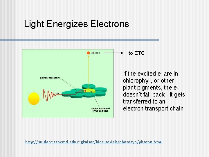 Light Energizes Electrons to ETC If the excited e- are in chlorophyll, or other Light Energizes Electrons to ETC If the excited e- are in chlorophyll, or other