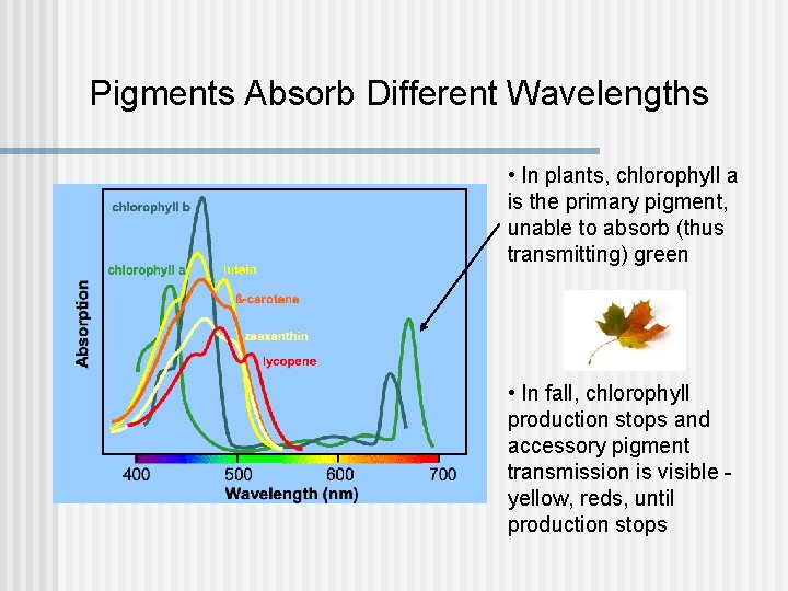 Pigments Absorb Different Wavelengths • In plants, chlorophyll a is the primary pigment, unable Pigments Absorb Different Wavelengths • In plants, chlorophyll a is the primary pigment, unable