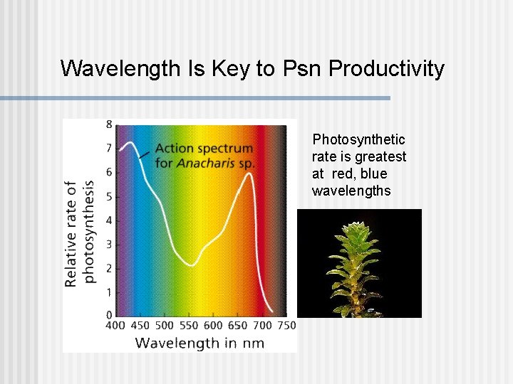 Wavelength Is Key to Psn Productivity Photosynthetic rate is greatest at red, blue wavelengths Wavelength Is Key to Psn Productivity Photosynthetic rate is greatest at red, blue wavelengths
