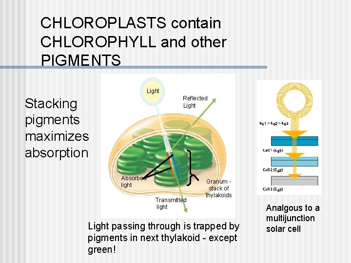 CHLOROPLASTS contain CHLOROPHYLL and other PIGMENTS Light Reflected Light Stacking pigments maximizes absorption Absorbed CHLOROPLASTS contain CHLOROPHYLL and other PIGMENTS Light Reflected Light Stacking pigments maximizes absorption Absorbed