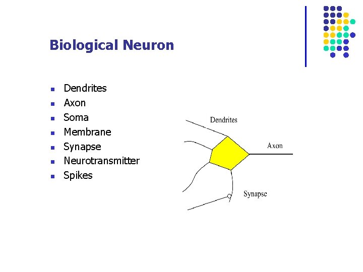 Biological Neuron n n n Dendrites Axon Soma Membrane Synapse Neurotransmitter Spikes 