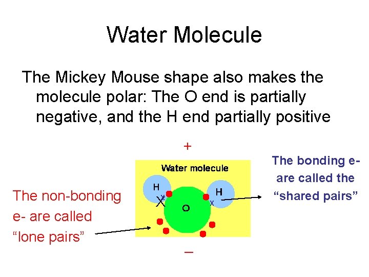 Water Molecule The Mickey Mouse shape also makes the molecule polar: The O end Water Molecule The Mickey Mouse shape also makes the molecule polar: The O end