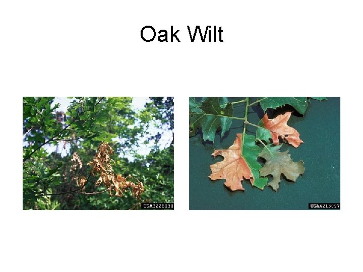 Oak Wilt 