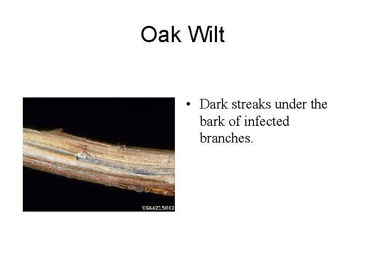 Oak Wilt • Dark streaks under the bark of infected branches. 