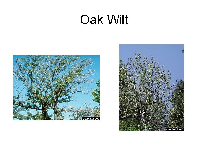 Oak Wilt 