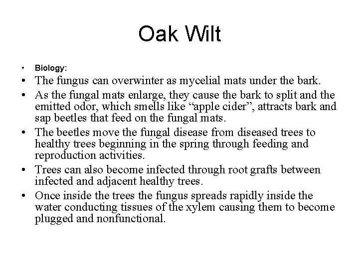 Oak Wilt • Biology: • The fungus can overwinter as mycelial mats under the