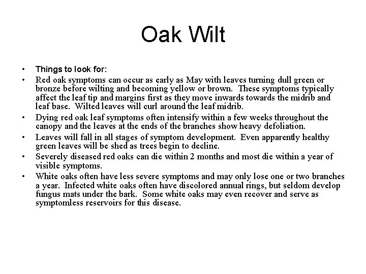 Oak Wilt • Things to look for: • Red oak symptoms can occur as