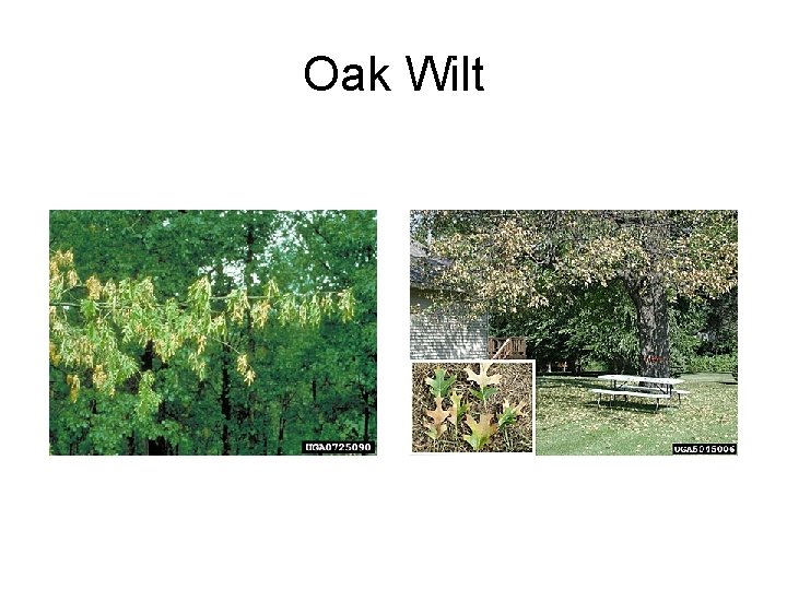 Oak Wilt 