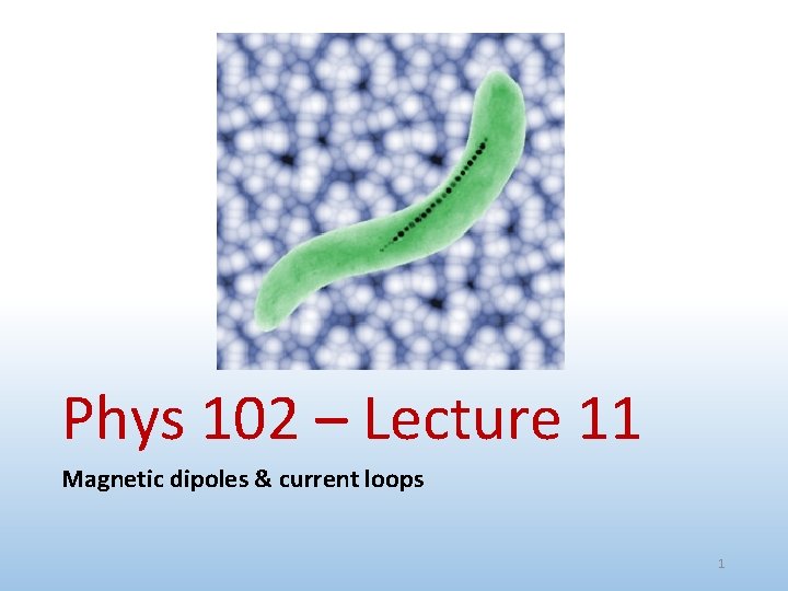 Phys 102 – Lecture 11 Magnetic dipoles & current loops 1 