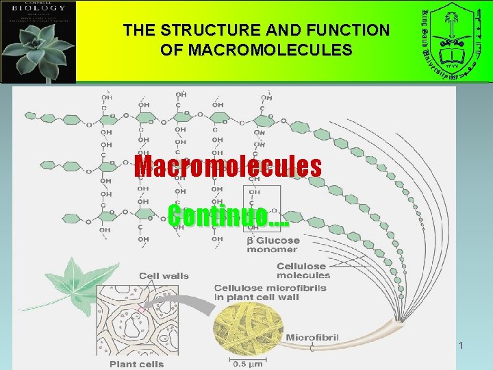 THE STRUCTURE AND FUNCTION OF MACROMOLECULES Macromolecules Continuo…. 1 