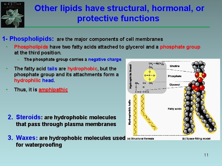 Other lipids have structural, hormonal, or protective functions 1 - Phospholipids: • are the