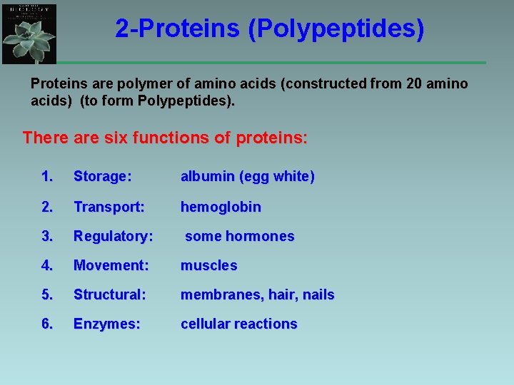 2 -Proteins (Polypeptides) Proteins are polymer of amino acids (constructed from 20 amino acids)