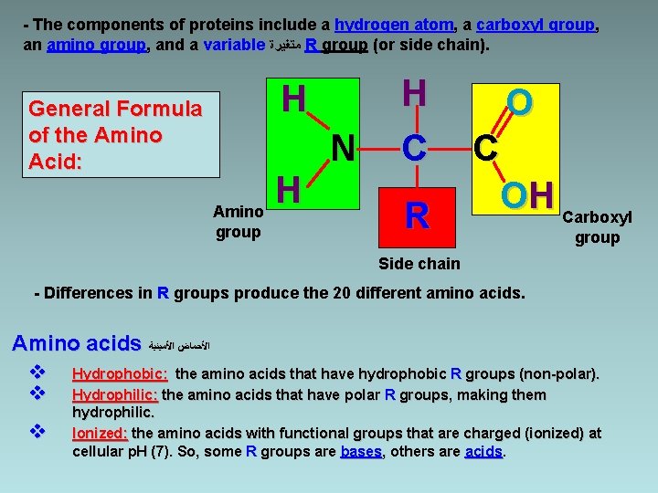 - The components of proteins include a hydrogen atom, a carboxyl group, an amino