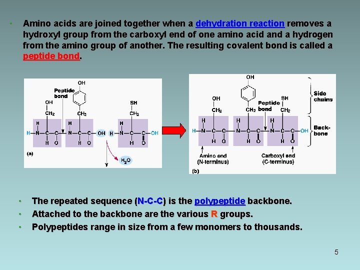  • Amino acids are joined together when a dehydration reaction removes a hydroxyl