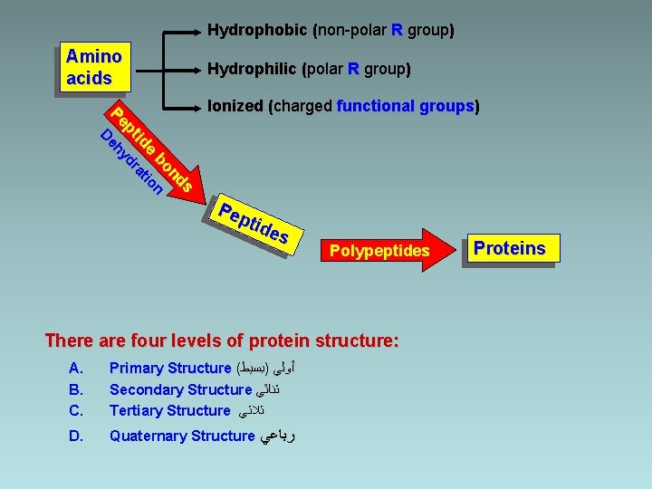 Hydrophobic (non-polar R group) ( Amino acids Hydrophilic (polar R group) ( D s