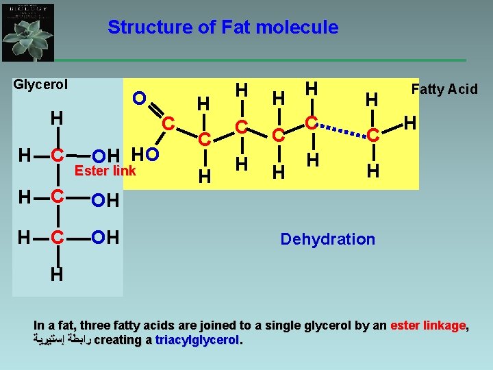 Structure of Fat molecule Glycerol O H OH Ester link H C OH H