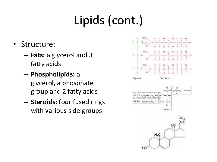 Lipids (cont. ) • Structure: – Fats: a glycerol and 3 fatty acids –