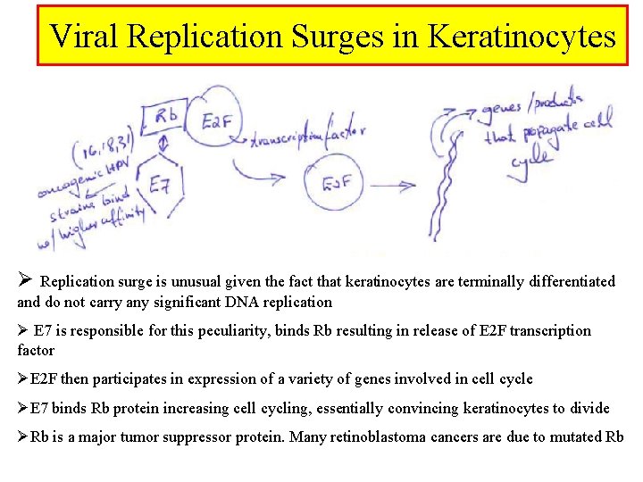 Viral Replication Surges in Keratinocytes Ø Replication surge is unusual given the fact that