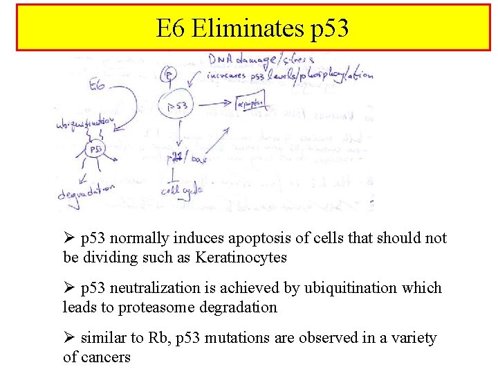 E 6 Eliminates p 53 Ø p 53 normally induces apoptosis of cells that