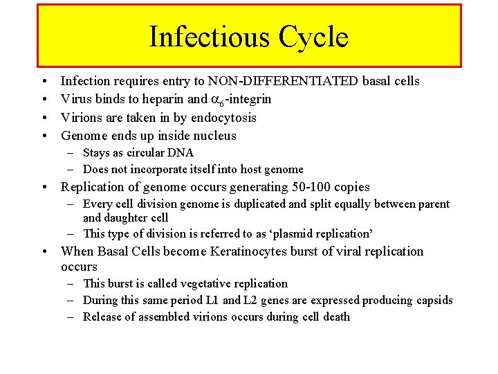 Infectious Cycle • • Infection requires entry to NON-DIFFERENTIATED basal cells Virus binds to