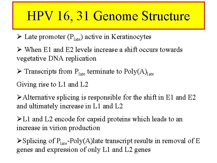 HPV 16, 31 Genome Structure Ø Late promoter (Plate) active in Keratinocytes Ø When