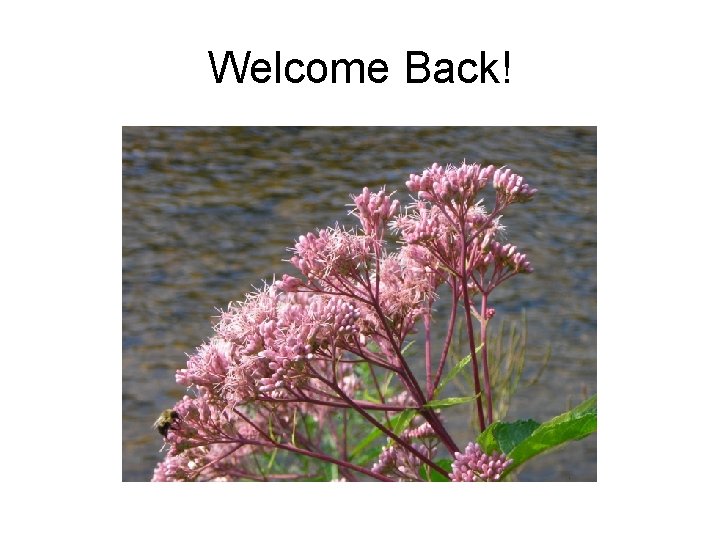 Welcome Back! 