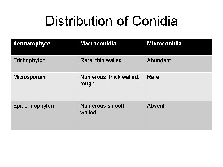 Distribution of Conidia dermatophyte Macroconidia Microconidia Trichophyton Rare, thin walled Abundant Microsporum Numerous, thick Distribution of Conidia dermatophyte Macroconidia Microconidia Trichophyton Rare, thin walled Abundant Microsporum Numerous, thick