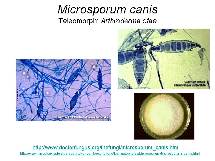 Microsporum canis Teleomorph: Arthroderma otae http: //www. doctorfungus. org/thefungi/microsporum_canis. htm http: //www. mycology. adelaide. Microsporum canis Teleomorph: Arthroderma otae http: //www. doctorfungus. org/thefungi/microsporum_canis. htm http: //www. mycology. adelaide.