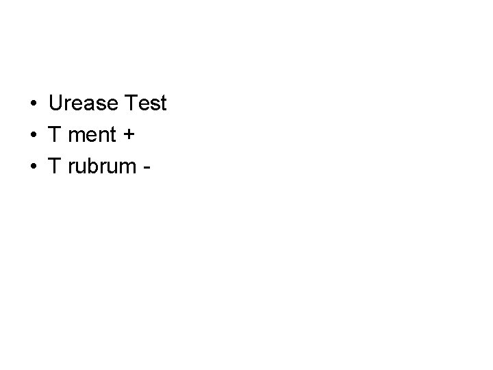 • Urease Test • T ment + • T rubrum - • Urease Test • T ment + • T rubrum -