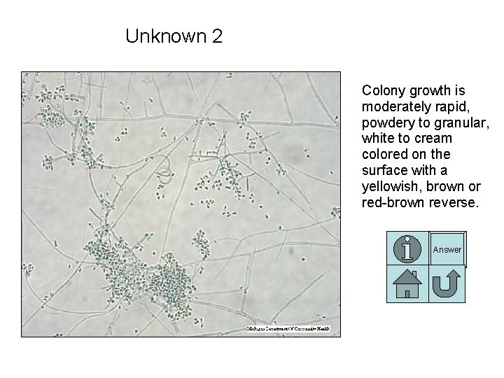 Unknown 2 Colony growth is moderately rapid, powdery to granular, white to cream colored Unknown 2 Colony growth is moderately rapid, powdery to granular, white to cream colored