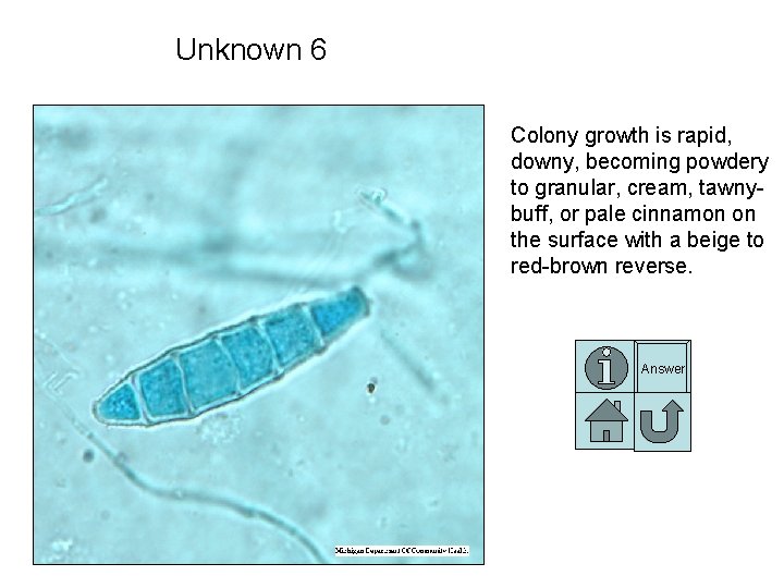 Unknown 6 Colony growth is rapid, downy, becoming powdery to granular, cream, tawnybuff, or Unknown 6 Colony growth is rapid, downy, becoming powdery to granular, cream, tawnybuff, or