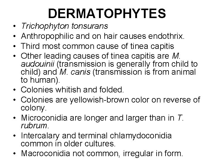 DERMATOPHYTES • • • Trichophyton tonsurans Anthropophilic and on hair causes endothrix. Third most DERMATOPHYTES • • • Trichophyton tonsurans Anthropophilic and on hair causes endothrix. Third most