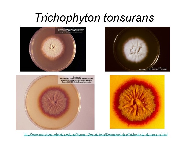 Trichophyton tonsurans http: //www. mycology. adelaide. edu. au/Fungal_Descriptions/Dermatophytes/Trichophyton/tonsurans. html Trichophyton tonsurans http: //www. mycology. adelaide. edu. au/Fungal_Descriptions/Dermatophytes/Trichophyton/tonsurans. html