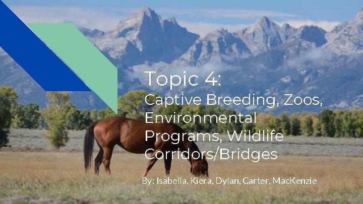 Topic 4: Captive Breeding, Zoos, Environmental Programs, Wildlife Corridors/Bridges By: Isabella, Kiera, Dylan, Carter,