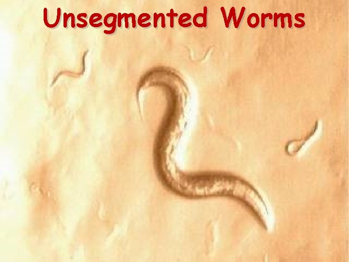 Unsegmented Worms 