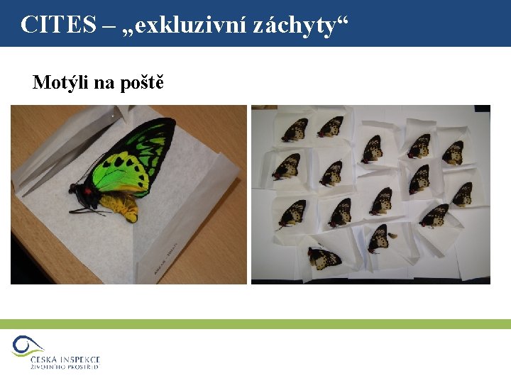 CITES – „exkluzivní záchyty“ Motýli na poště 