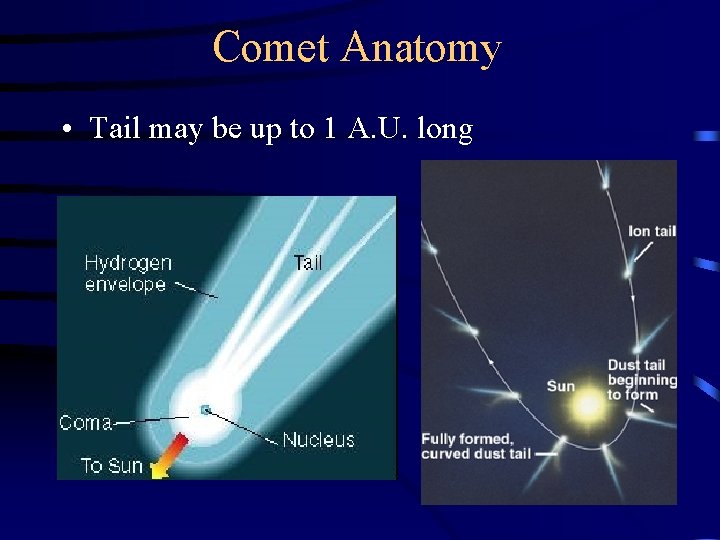 Comet Anatomy • Tail may be up to 1 A. U. long 