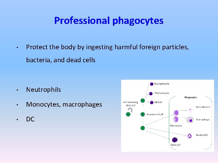 Professional phagocytes • Protect the body by ingesting harmful foreign particles, bacteria, and dead