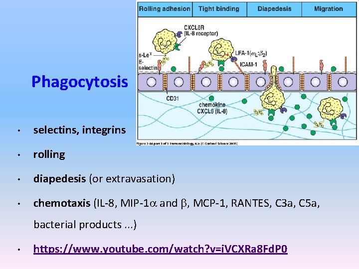 Phagocytosis • selectins, integrins • rolling • diapedesis (or extravasation) • chemotaxis (IL-8, MIP-1