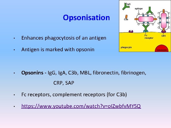 Opsonisation • Enhances phagocytosis of an antigen • Antigen is marked with opsonin •