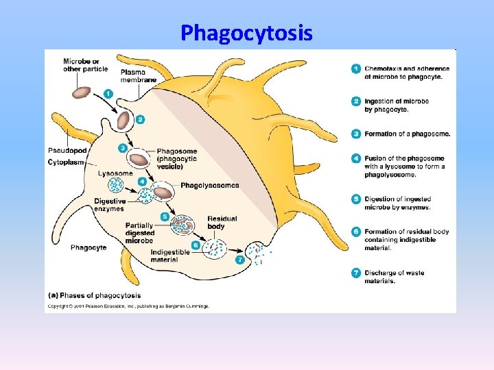 Phagocytosis 