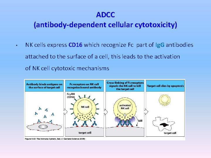 ADCC (antibody-dependent cellular cytotoxicity) • NK cells express CD 16 which recognize Fc part